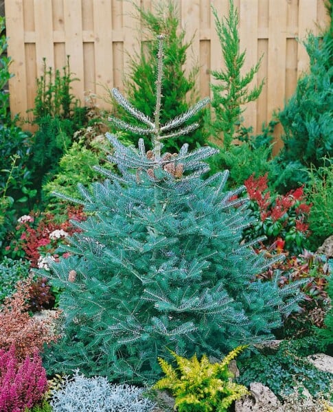 Abies koreana Inga 70- 80 cm