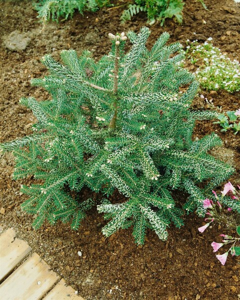 Abies koreana Nana Stammhöhe 80 cm