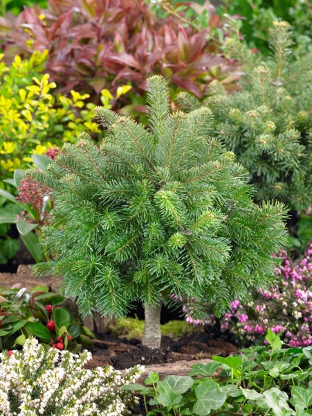 Abies lasiocarpa Green Globe 60-70 cm