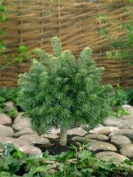 Abies lasiocarpa Green Globe 60-70 cm