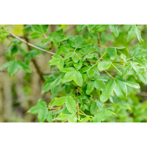 Acer monspessulanum 80- 100 cm