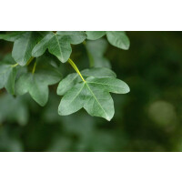 Acer monspessulanum 80- 100 cm