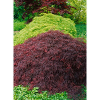 Acer palmatum Crimson Queen 40- 50 cm