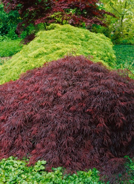 Acer palmatum Crimson Queen` 50- 60 cm