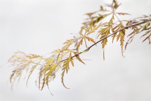 Acer palmatum Crimson Queen` 50- 60 cm