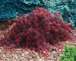 Acer palmatum Crimson Queen` 50- 60 cm