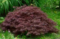 Acer palmatum Crimson Queen` 50- 60 cm