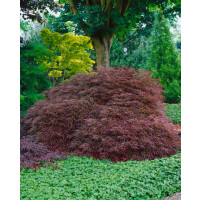 Acer palmatum Ornatum 5xv mDb 125-150 cm kräftig