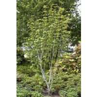 Acer pensylvanicum 50- 60 cm