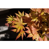 Acer shirasawanum Autumn Moon 100- 125 cm
