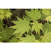 Acer shirasawanum Jordan 60- 100 cm