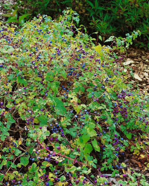 Ampelopsis brevipedunculata C3 gestäbt 60-100