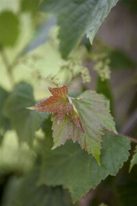 Ampelopsis brevipedunculata C3 gestäbt 60-100