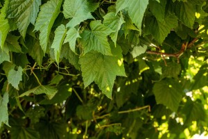 Ampelopsis brevipedunculata C3 gestäbt 60-100