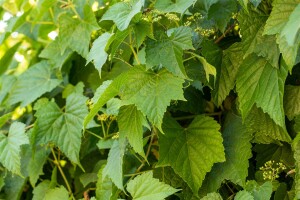 Ampelopsis brevipedunculata C3 gestäbt 60-100