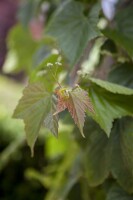 Ampelopsis brevipedunculata C3 gestäbt 60-100