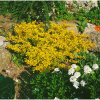 Berberis thunbergii Aurea 30- 40 cm