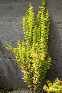 Berberis thunbergii Golden Torch  60- 80 cm