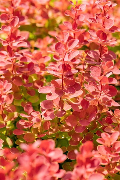 Berberis thunbergii ORANGE SUNRISE  9 cm Topf - Höhe variiert 10-12