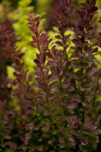 Berberis thunbergii Red Rocket 40- 60 cm