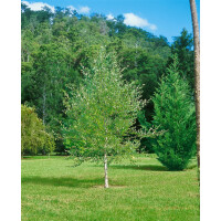Betula nigra Hei 100- 125 cm