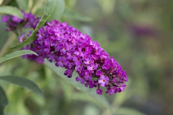 Buddleja davidii Summer Kids Romy  C3,1