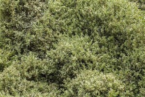 Buxus sempervirens Elegantissima 30- 40 cm