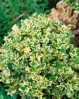 Buxus sempervirens Elegantissima 30- 40 cm