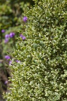 Buxus sempervirens Elegantissima Kugel 5xv mDb 110-120