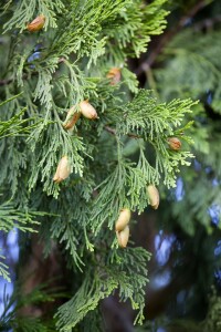 Calocedrus decurrens 3xv mb 100-125 cm kräftig