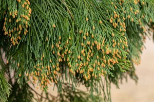 Calocedrus decurrens 3xv mb 100-125 cm kräftig