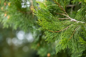 Calocedrus decurrens 3xv mb 100-125 cm kräftig