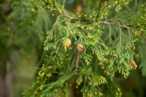 Calocedrus decurrens 3xv mb 100-125 cm kräftig