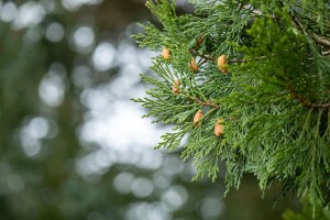 Calocedrus decurrens 3xv mb 100-125 cm kräftig