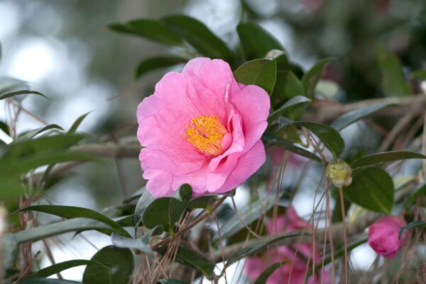 Camellia japonica `Elegant Beauty` 60- 80 cm