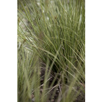 Carex brunnea Jenneke  20- 30 cm