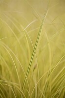 Carex brunnea Jenneke  20- 30 cm