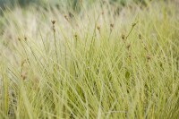 Carex brunnea Jenneke  20- 30 cm