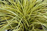 Carex brunnea Jenneke  20- 30 cm