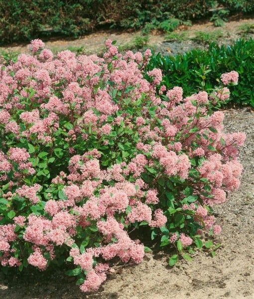 Ceanothus pallidus Marie Rose 40- 60 cm