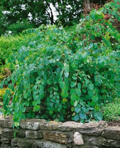 Cercidiphyllum japonicum Glowball 30- 40 cm