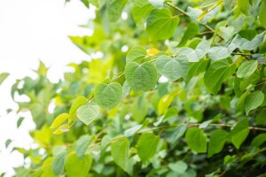 Cercidiphyllum japonicum Glowball 30- 40 cm