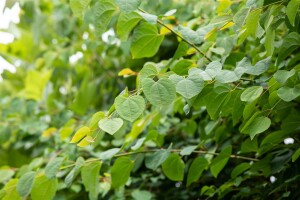 Cercidiphyllum japonicum Glowball 30- 40 cm