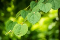 Cercidiphyllum japonicum Glowball 30- 40 cm