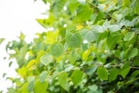 Cercidiphyllum japonicum Glowball 30- 40 cm