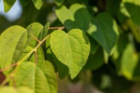 Cercidiphyllum japonicum Glowball 30- 40 cm