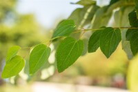 Cercidiphyllum japonicum Glowball 30- 40 cm