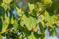 Cercidiphyllum japonicum Glowball 30- 40 cm