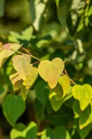 Cercidiphyllum japonicum Glowball 30- 40 cm