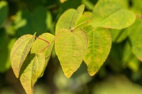 Cercidiphyllum japonicum Glowball 30- 40 cm